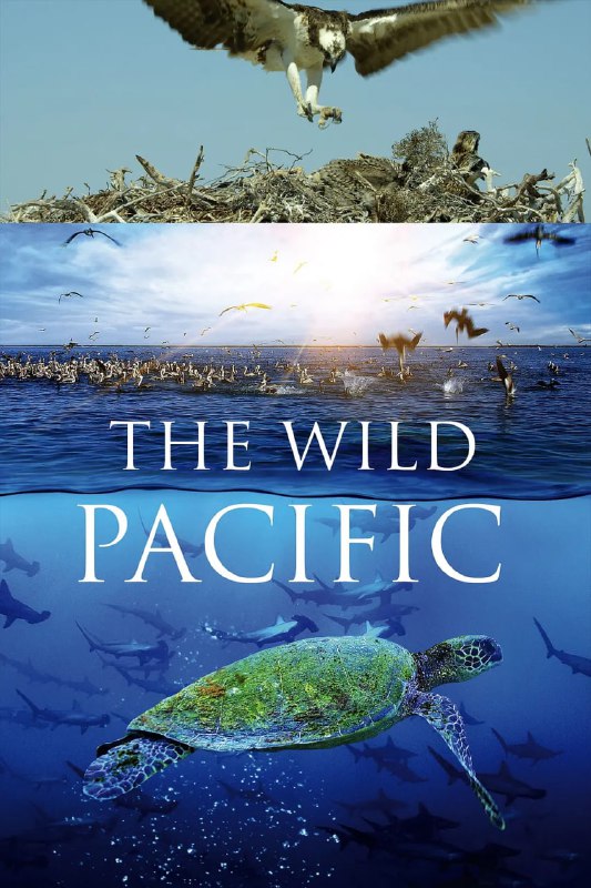 名称：《狂野太平洋 The Wild Pacific 2016》4K英文[无字幕]+1080p国语版描述：《狂野太平洋》(2016)是一部聚焦东太平洋生态的美国纪录片，片长52分钟